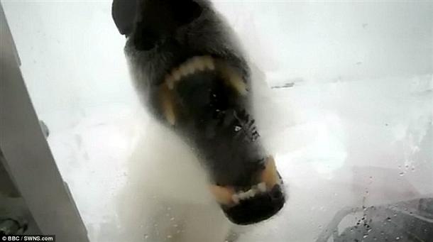 Τρομακτικό: Να πως είναι να σε κατασπαράζει μια πολική αρκούδα - Φωτογραφία 6