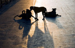 Αγρίνιο: Τέσσερις γυναίκες στο νοσοκομείο από επιθέσεις σκύλων! - Φωτογραφία 1