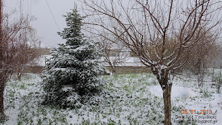 Χιονόπτωση στους Ανδρονιάνους Κύμης στην Εύβοια - Φωτογραφία 1