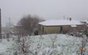 Χιονόπτωση στους Ανδρονιάνους Κύμης στην Εύβοια - Φωτογραφία 4