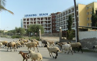 Τα πρόβατα στη Χαλκιδική βόσκουν σε... ξενοδοχεία 4 αστέρων! - Φωτογραφία 1