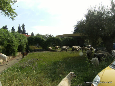 Τα πρόβατα στη Χαλκιδική βόσκουν σε... ξενοδοχεία 4 αστέρων! - Φωτογραφία 2