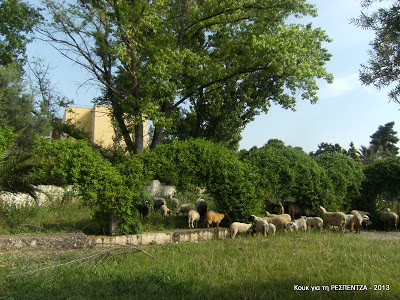 Τα πρόβατα στη Χαλκιδική βόσκουν σε... ξενοδοχεία 4 αστέρων! - Φωτογραφία 3