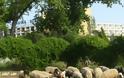 Τα πρόβατα στη Χαλκιδική βόσκουν σε... ξενοδοχεία 4 αστέρων! - Φωτογραφία 4