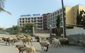 Τα πρόβατα στη Χαλκιδική βόσκουν σε... ξενοδοχεία 4 αστέρων! - Φωτογραφία 5