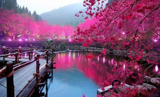 Η εκπληκτική λίμνη με τις κερασιές! - Φωτογραφία 1