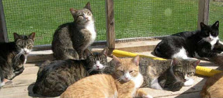 Δωρεάν στειρώσεις σε θηλυκές γάτες από τον Δήμο Αθηναίων - Φωτογραφία 1
