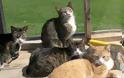 Δωρεάν στειρώσεις σε θηλυκές γάτες από τον Δήμο Αθηναίων