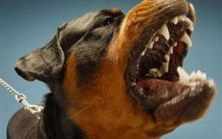 Αγρίνιο: Ανακοίνωση της Φιλοζωϊκής για τις επιθέσεις σκύλων σε 4 άτομα - Φωτογραφία 1