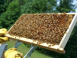 Τον είχε... γλυκάνει το μέλι και έκλεβε τις κυψέλες με τα μελίσσια! - Φωτογραφία 1