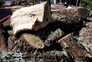 Σε ποιους θα διατεθούν οι 13.000 τονοι λαθραίων ξύλων που κατασχέθηκαν - Φωτογραφία 1