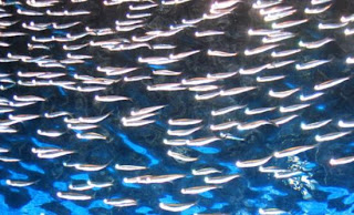 Πως αποφεύγουν τη σύγκρουση τα ψάρια που κινούνται σε κοπάδι - Φωτογραφία 1