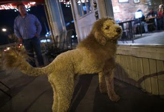 Τον πανικό έσπειρε ο τρίχρονος Τσάρλι, ο σκύλος που μοιάζει με λιοντάρι κινητοποιώντας την αστυνομία [photo+video] - Φωτογραφία 1