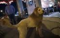 Τον πανικό έσπειρε ο τρίχρονος Τσάρλι, ο σκύλος που μοιάζει με λιοντάρι κινητοποιώντας την αστυνομία [photo+video]