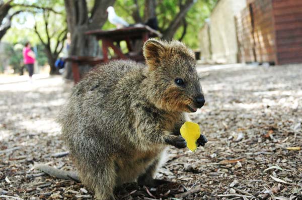 Quokka: Το πιο… ευτυχισμένο ζώο στον πλανήτη! - Φωτογραφία 4