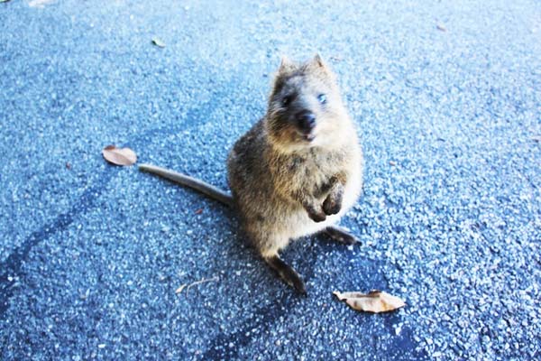 Quokka: Το πιο… ευτυχισμένο ζώο στον πλανήτη! - Φωτογραφία 6