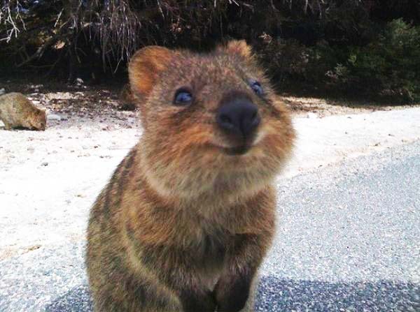 Quokka: Το πιο… ευτυχισμένο ζώο στον πλανήτη! - Φωτογραφία 7