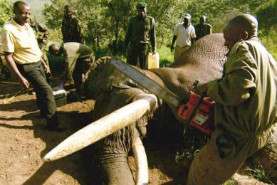 Λαθροκυνηγοί ξεκλήρισαν οικογένεια 11 ελεφάντων στην Κένυα - Φωτογραφία 1