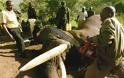 Λαθροκυνηγοί ξεκλήρισαν οικογένεια 11 ελεφάντων στην Κένυα