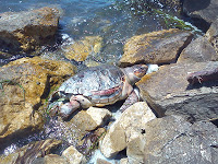 Νεκρή χελώνα Καρέτα-Καρέτα στον θαλάσσιο χώρο μπροστά, από το Δημαρχείο της Πρέβεζας! - Φωτογραφία 1