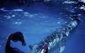 Μοντέλα & καρχαρίες σε υποβρύχια επίδειξη μόδας! - Φωτογραφία 7