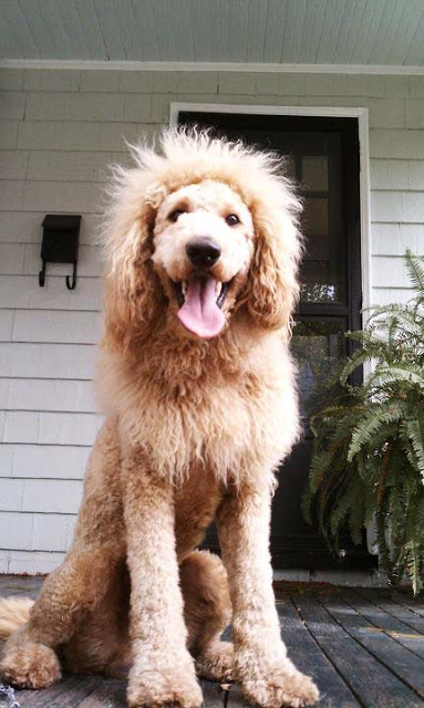 Σκύλος που μοιάζει με… λιοντάρι! - Φωτογραφία 3