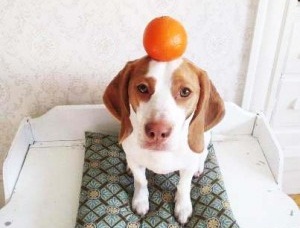 Ο σκύλος και το πορτοκάλι… [Video] - Φωτογραφία 1