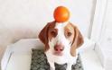 Ο σκύλος και το πορτοκάλι… [Video]
