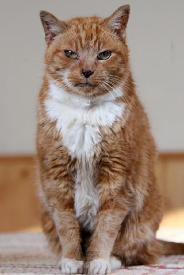 ΜΑΡΓΚΑΡΕΤ Η γάτα που είναι... 116 ετών! - Φωτογραφία 2