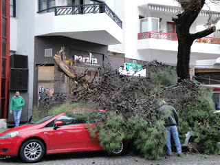 Δέντρο έπεσε και καταπλάκωσε οχήματα στην Ξάνθη - Φωτογραφία 1