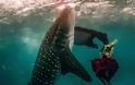 Μοντέλα ποζάρουν δίπλα σε φάλαινες – καρχαρίες - Φωτογραφία 2