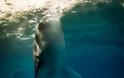 Μοντέλα ποζάρουν δίπλα σε φάλαινες – καρχαρίες - Φωτογραφία 6