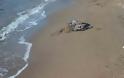 Φρίκη στο Ναύπλιο: Έπνιξαν κουτάβια στην παραλία!