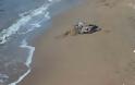 Φρίκη στο Ναύπλιο: Έπνιξαν κουτάβια στην παραλία! - Φωτογραφία 2