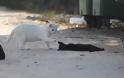 Άγνωστοι θανάτωσαν 10 γάτες στην Ηγουμενίτσα - Τρεις από αυτές βρέθηκαν αποκεφαλισμένες
