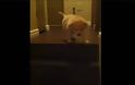 Εκπληκτικό βίντεο: Σκύλος μαθαίνει σε κουτάβι να κατεβαίνει τα σκαλιά