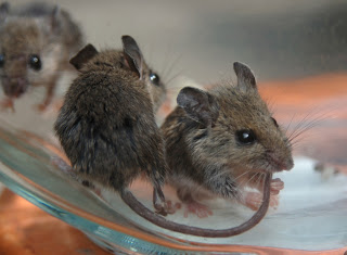 Αχαΐα: Τα Καμίνια πολιορκούνται από ποντίκια και υποφέρουν από τη δυσοσμία! - Φωτογραφία 1
