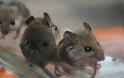 Αχαΐα: Τα Καμίνια πολιορκούνται από ποντίκια και υποφέρουν από τη δυσοσμία!