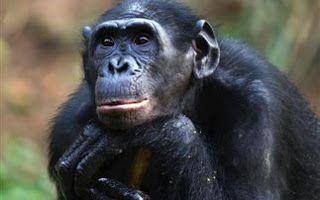 Χιμπατζής εθισμένος στο... πορνό! - Φωτογραφία 1