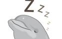 Πως κοιμούνται τα δελφίνια;! Απίστευτο!
