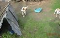 Εκατοντάδες τα βαρελόσκυλα που ζούν μαρτυρικά στη Λέσβο
