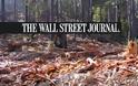 Wall Street Journal: 10.000 δέντρα «εξαφανίστηκαν» από την Ελλάδα το χειμώνα