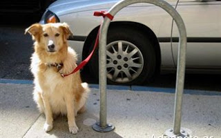 Ανεύθυνη τακτική το δέσιμο σκύλου έξω από κατάστημα - Φωτογραφία 1