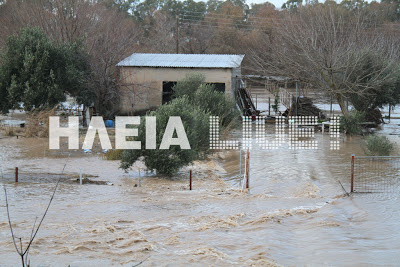 Επιτάλιο: Νέο περιστατικό με παγιδευμένο κοπάδι ζώων στον Αλφειό - Φωτογραφία 2