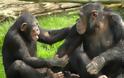 Οι χιμπαντζήδες είναι… δίκαιοι!