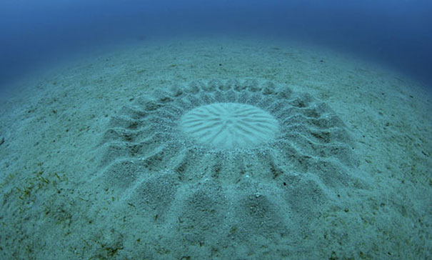 Μυστηριώδεις υποβρύχιοι κύκλοι κοντά στην Ιαπωνία - Φωτογραφία 1