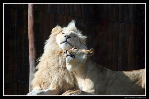 Όταν το ζωικό βασίλειο ερωτεύεται...! - Φωτογραφία 10