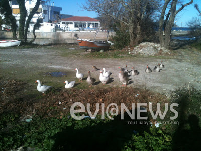 Πλατάνα: Το χωριό γέμισε με παπάκια! - Φωτογραφία 3