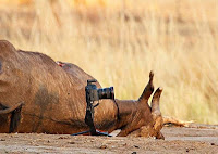 Λιοντάρι «κλέβει» την κάμερα του φωτογράφου! - Φωτογραφία 1