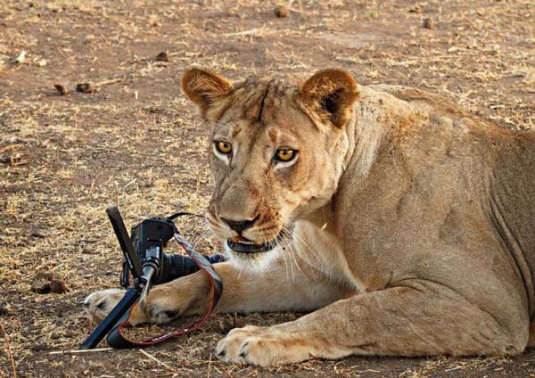 Λιοντάρι «κλέβει» την κάμερα του φωτογράφου! - Φωτογραφία 10